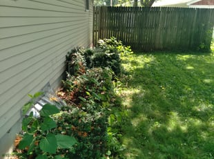 Bush Trimming by Kevin Rhyne for Christine H. in Madison, WI