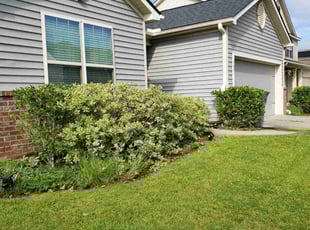 Bush Trimming by Adam Lenoir for Dani G. in North Charleston, SC