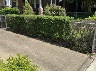 Bush Trimming by Norman Blanchard for Cassandra R. in Washington, DC