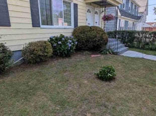 Bush Trimming by Jose Arroyo for Bernice B. in Hartford, CT