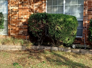 Bush Trimming by Chance Whiteley for LaJava R. in McKinney, TX