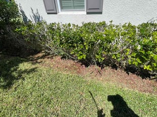 Weeding by Elvin Aponte for Yohanna F. in St. Cloud, FL