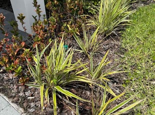 Weeding by Johnson M for Andrea B. in Orlando, FL