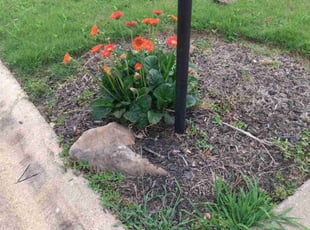 Weeding by Enrique Juarez for Audrey H. in Woodstock, GA