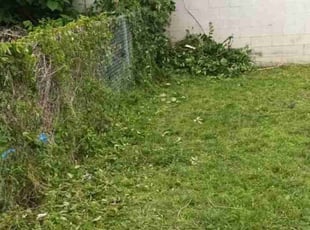Bush Trimming by Gabriel Afolayanka for Luis C. in Bridgeport, CT
