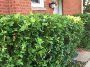 Bush Trimming by Marcos Najera for Latasha M. in Berwyn, IL
