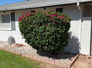 Bush Trimming by Ryan Stan for Vicki Jean B. in Scottsdale, AZ