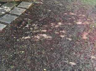 Cleanups by Ethan Wright for Shante L. in Kennesaw, GA
