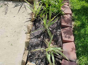 Weeding by Diego Gonzalez for Travis P. in Richmond, TX