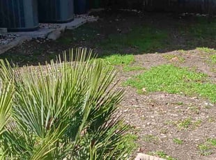Leaf Removal by Edwin G. Campos for Daniel D. in San Antonio, TX