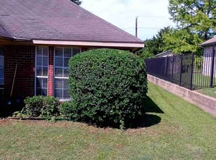 Bush Trimming by Valentina Toledo for Tisa J. in Lancaster, TX