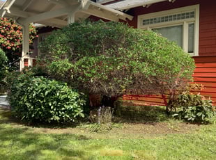 Bush Trimming by Antonio Ortega for Roderick G. in Portland, OR
