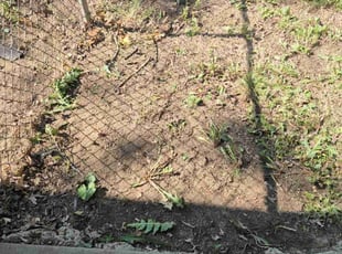 Leaf Removal by Anthony Wagner for Patricia M. in Florissant, MO
