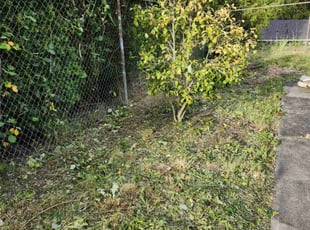 Bush Trimming by Conway Samuels for Cory F. in Seattle, WA