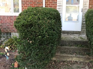 Bush Trimming by Wesley Souders for Keonne S. in Baltimore, MD