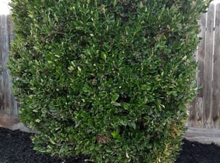 Bush Trimming by Javed Burgos for Brannon P. in Sacramento, CA