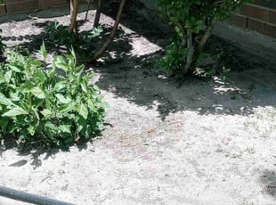 Weeding by Alexis Perez for Jessica P. in Cypress, TX