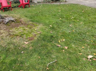 Leaf Removal by Willie Tisdel for Sheilagh M. in South Euclid, OH
