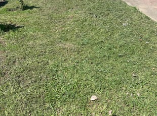 Weeding by TERRY JOHNSON for Justin M. in Arlington, TX