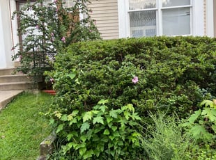 Bush Trimming by Nick Pemberton for Merve D. in West Springfield, VA