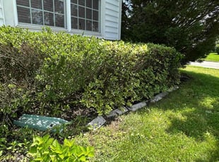 Bush Trimming by Miguel Rivera for Brendan F. in Bristow, VA