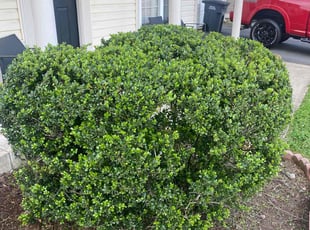 Bush Trimming by Gilbert Osorio for Justin M. in Dumfries, VA