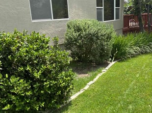 Bush Trimming by Pablo Gonzalez for Patricia C. in Georgetown, TX