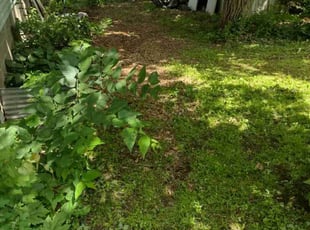 Leaf Removal by Chad Gombos for Alexander B. in Clearwater, MN