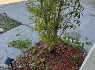 Bush Trimming by Zariya McClary for Robby M. in Tampa, FL