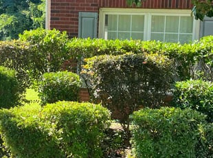 Bush Trimming by Julius Snipes for Stefanie P. in Ellenwood, GA