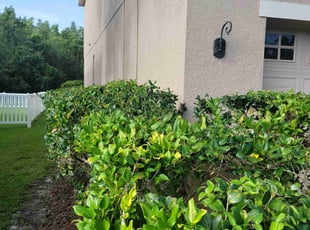 Bush Trimming by Sophia Johnson for Nicole M. in Wesley Chapel, FL