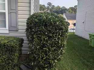 Bush Trimming by David Timmons for Ryan P. in Raleigh, NC