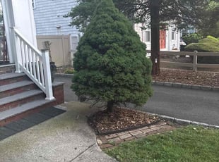 Bush Trimming by Michael Basile for Ralph M. in Elizabeth, NJ