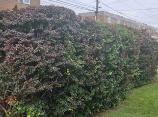 Bush Trimming by Randy Miller for Erica S. in Philadelphia, PA