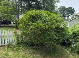Bush Trimming by Harry Figueroa for Josette B. in East Longmeadow, MA