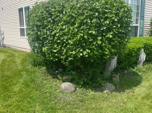 Bush Trimming by Jose Sanchez for Yvonne S. in Aurora, IL