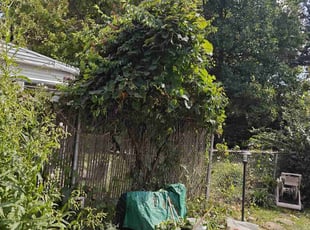 Bush Trimming by Chris Steinhour for Maura J. in Columbus, OH
