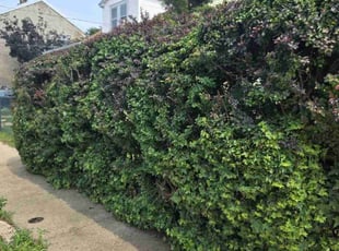 Bush Trimming by Randy Miller for Erica S. in Philadelphia, PA