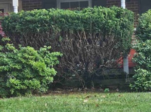 Bush Trimming by Jeffrey Kemp for Colin T. in Lansdale, PA