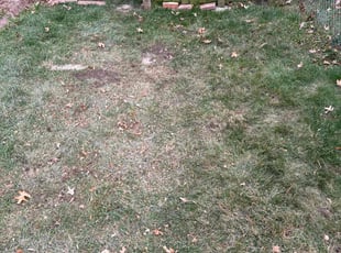 Leaf Removal by Tim Kirkpatrick for Morgan E. in Lee's Summit, MO