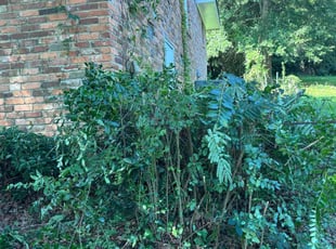 Bush Trimming by Ronnie Bush for Bre B. in Macon, GA
