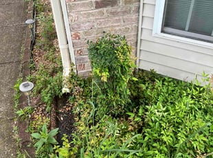 Bush Trimming by John Andrews for Lizabeth H. in Nashville, TN