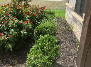 Bush Trimming by Zachary Coonrod for Jason C. in Justin, TX