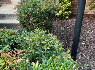 Bush Trimming by Jason Scott for Michelle L. in Rockville, MD