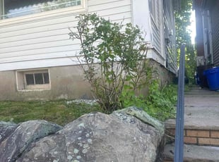 Bush Trimming by Charles Knott for Carrie M. in Scranton, PA