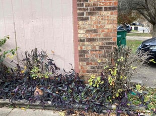 Bush Trimming by Fredrick Miller for Elizabeth B. in San Antonio, TX