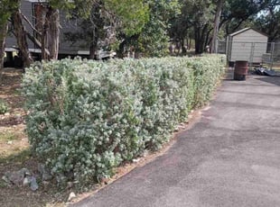 Brittany K.'s Bush Trimming service result