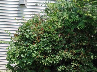 Bush Trimming by Tahan Harris for Aaron L. in Ann Arbor, MI