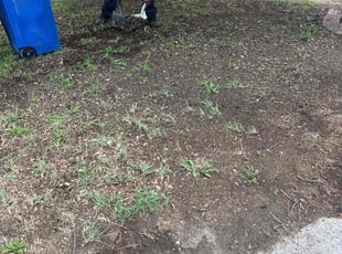 Leaf Removal by Israel Valle for Colt C. in San Antonio, TX