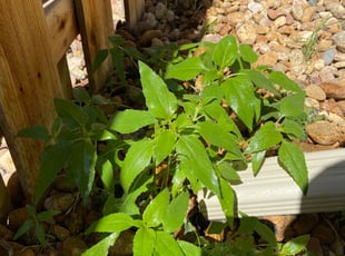 Weeding by Sebastian Heinrich for Oscar L. in Aurora, CO